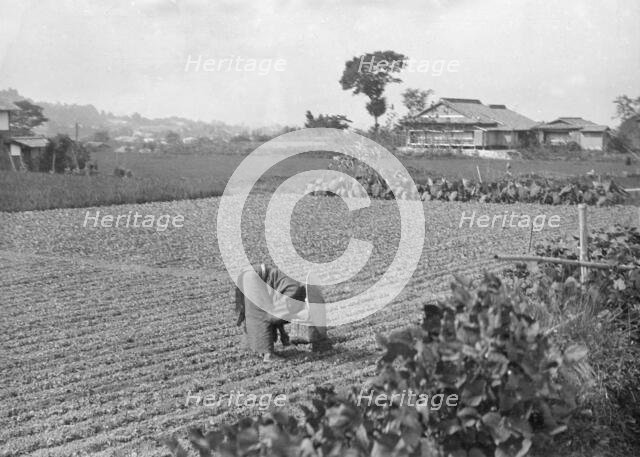 Travel views of Japan and Korea, 1908. Creator: Arnold Genthe.