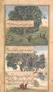 Three Trees of India, Folio from a Baburnama (Autobiography of Babur), late 16th century. Creator: Unknown.
