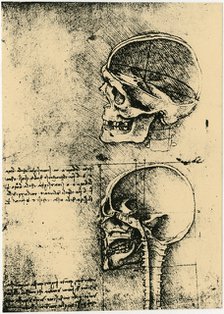 Anatomical sketch; two studies of a human skull, c1489. Artist: Leonardo da Vinci