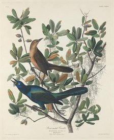 Boat-tailed Grackle, 1834. Creator: Robert Havell.