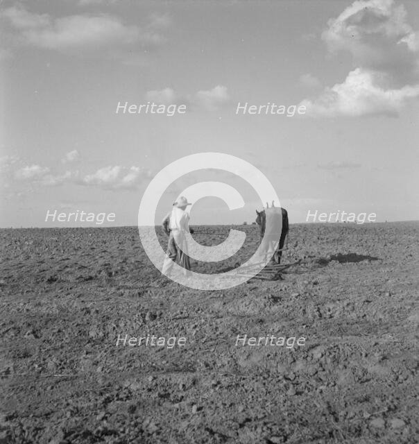 Harrowing, West Texas, 1937. Creator: Dorothea Lange.