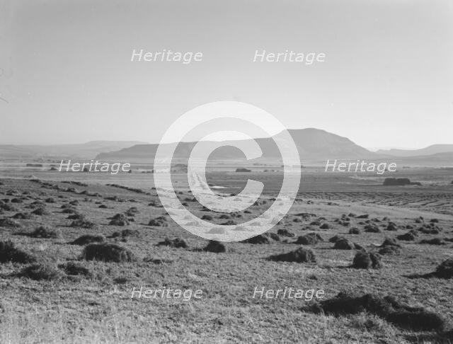 Hay and clover, pasture land, corn land, grain land, Sunset Valley, Malheur County, Oregon, 1939. Creator: Dorothea Lange.