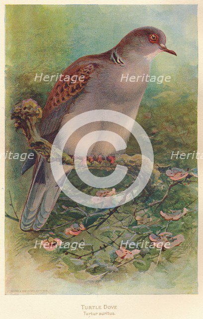 'Turtle Dove (Turtur auritus)', 1900, (1900). Artist: Charles Whymper.