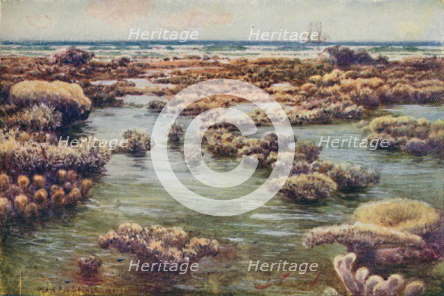 'The Great Barrier Reef', 1923. Creator: Unknown.