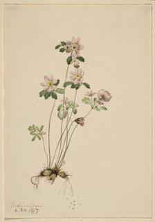 Anemonella (Syndesmon thalictroides), 1917. Creator: Mary Vaux Walcott.