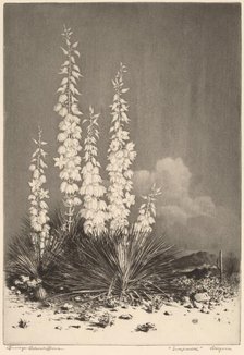 Soapweed, Arizona (no. 2), c. 1924. Creator: George Elbert Burr.