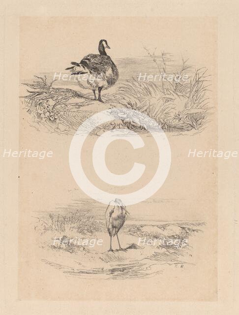Oie, Heron. Creator: Karl Bodmer.