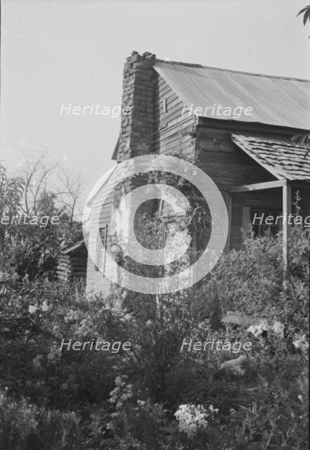 A sharecropper's field, Hale County, Alabama, 1936. Creator: Walker Evans.
