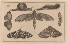 Six Insects, a Caterpillar, and a Snail. Creator: Wenceslaus Hollar.