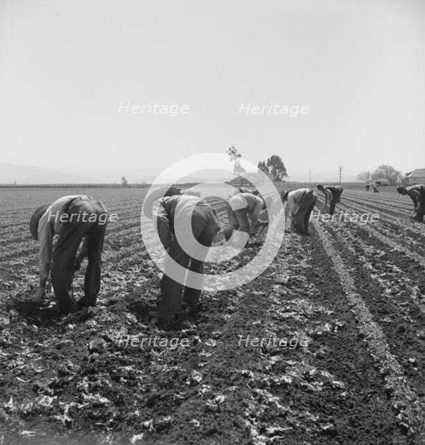 Gang of Filipino boys thinning lettuce, Salinas Valley, California, 1939. Creator: Dorothea Lange.