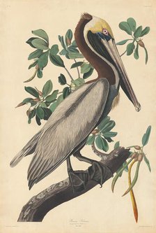 Brown Pelican, 1835. Creator: Robert Havell.
