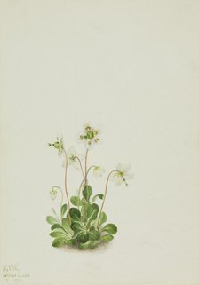 Wood Nymph (Moneses uniflora), 1925. Creator: Mary Vaux Walcott.