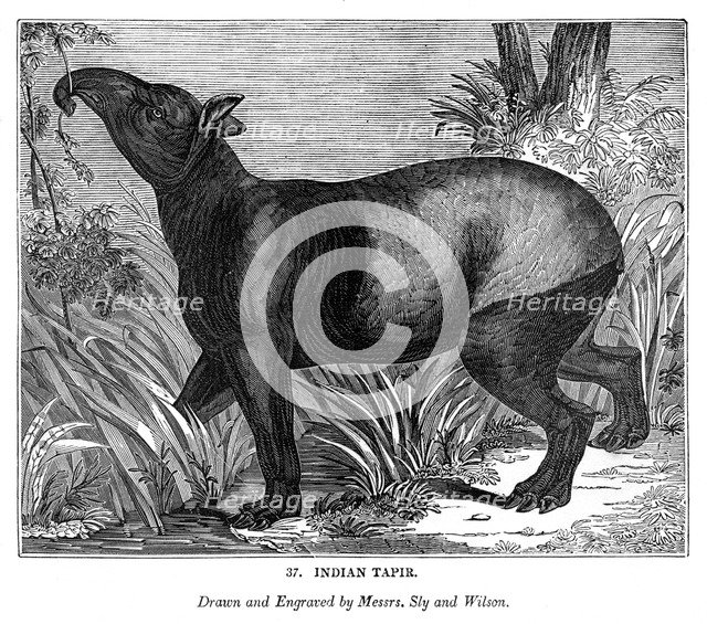 Indian Tapir, 1843. Artist: Messrs Sly and Wilson