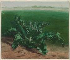 Study of a Plant, Possibly Thistle, 1862. Creator: Léon Bonvin (French, 1834-1866).