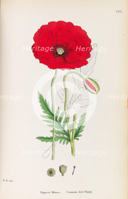 English Botany, 1790-1800. Creator: Sowerby, James (1757-1822).