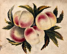 Peach (Prunus species): fruits and leaves. Creator: Unknown.