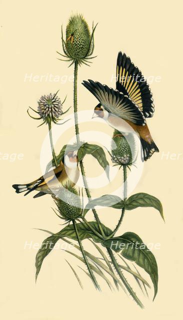 'Goldfinches', 1863, (1942).  Creator: John Gould.