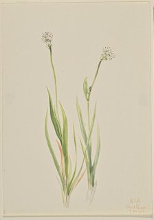 Bog-Asphodel (Tofieldia intermedia), 1920. Creator: Mary Vaux Walcott.