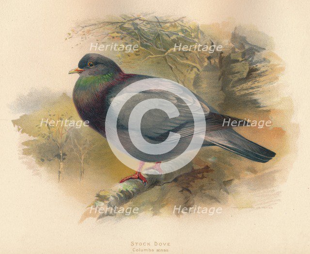 'Stock Dove (Columba aenas)', 1900, (1900). Artist: Charles Whymper.