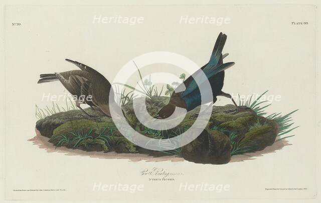 Cow Bunting, 1830. Creator: Robert Havell.