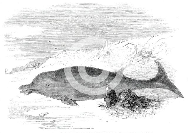 Cetacean animal recently cast on the Kentish coast, near Whitstable, 1860. Creator: Unknown.