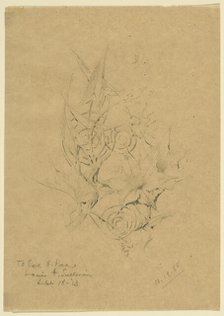 Plant Form Study, 1885. Creator: Louis Sullivan.