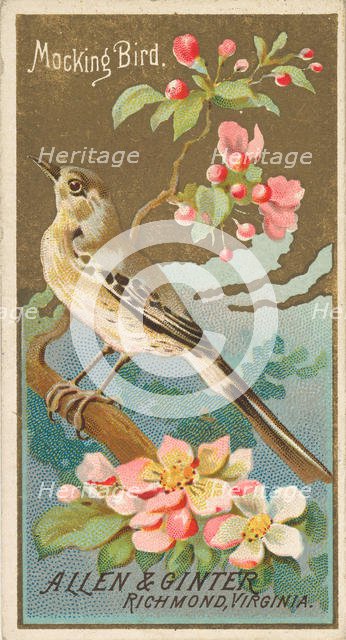 Mockingbird, from the Birds of America series (N4) for Allen & Ginter Cigarettes Brands, 1888. Creator: Allen & Ginter.
