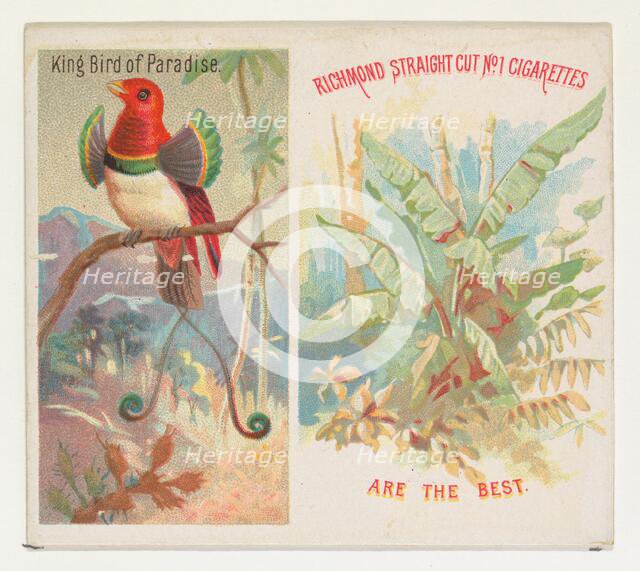 King Bird of Paradise, from Birds of the Tropics series (N38) for Allen & Ginter Cigarette..., 1889. Creator: Allen & Ginter.