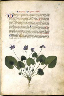 Violet plant, c1400 .  Creator: Unknown.