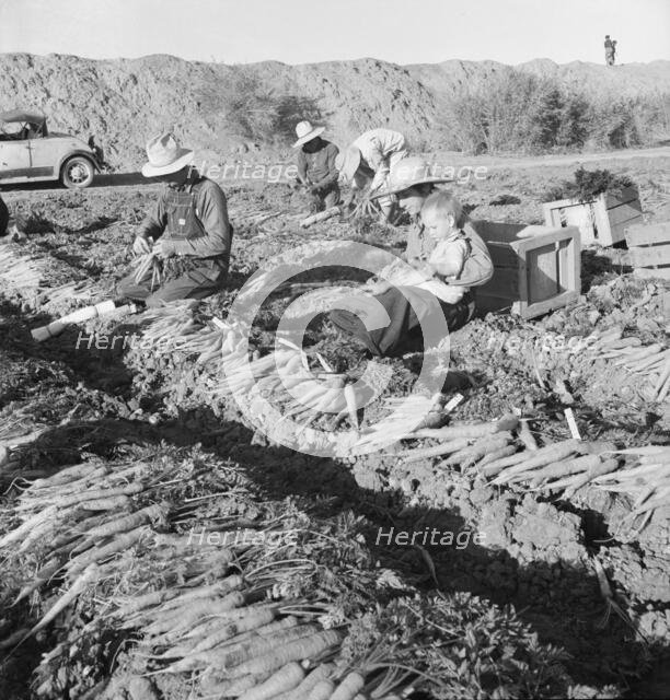 Large scale agriculture, near Meloland, Imperial Valley, 1939. Creator: Dorothea Lange.