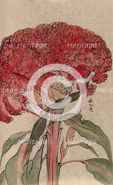 A plant of the Polygonaceae family, possibly a Rumex: flowering stem. Creator: Unknown.