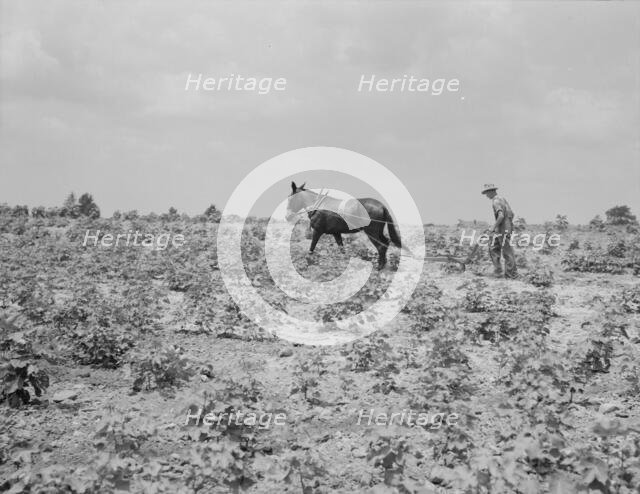 Oldest son of a sharecropper family working in the cotton, Chesnee, South Carolina, 1937. Creator: Dorothea Lange.