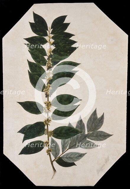 An oleaster plant (Elaeagnus species): flowering stem. Creator: Unknown.