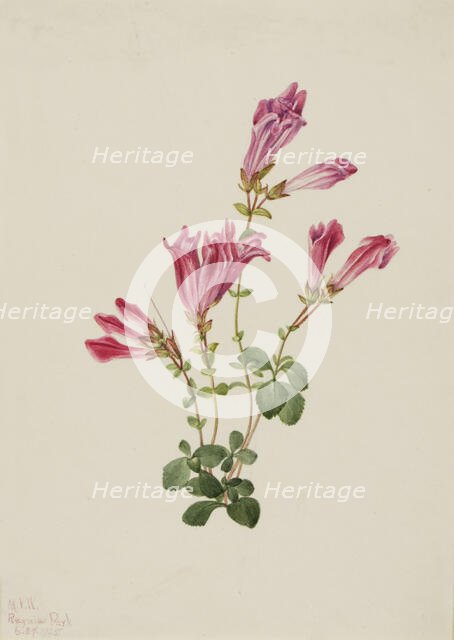 Menzies Pentstemon (Pentstemon menziesii), 1925. Creator: Mary Vaux Walcott.