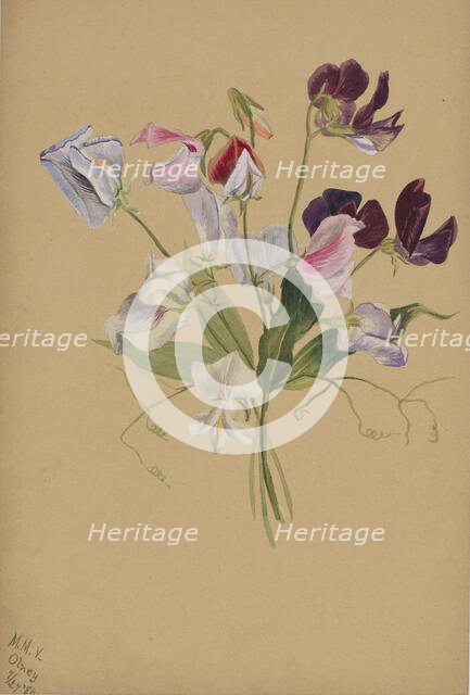 (Untitled--Flower Study), 1886. Creator: Mary Vaux Walcott.