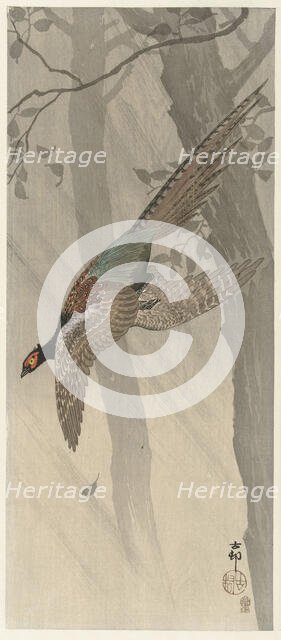 Flying pheasant, Between 1900 and 1915. Creator: Ohara, Koson (1877-1945).