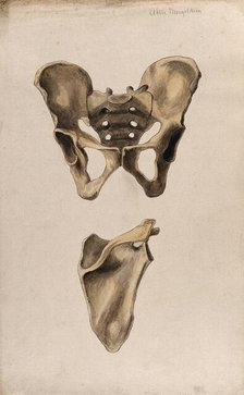 Bones of the pelvis and scapula: two figures, 1880. Creator: Adele Mongredien.