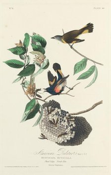 American Redstart, 1828. Creator: Robert Havell.