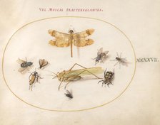 Plate 47: A Dragonfly, a Grasshopper, Flies, and Other Insects, c. 1575/1580. Creator: Joris Hoefnagel.