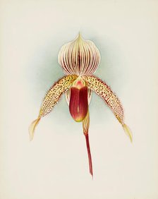 Orchid: Cypripedium A. de Lairesse, 1906. Creator: Frederick William Bolas.