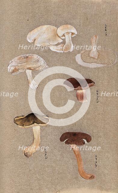 Four types of fungi, including possible Agaricus and Russula species. Creator: Unknown.