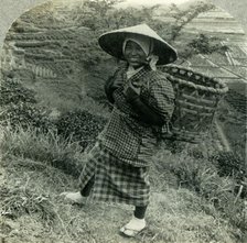 'A Country Girl among the Famous Tea Fields of Shizuoka, Japan', c1930s. Creator: Unknown.