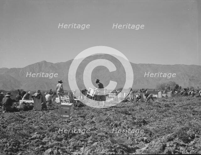 Carrot pullers from Texas, Oklahoma, Missouri, Arkansas and Mexico in Coachella Valley, CA, 1937. Creator: Dorothea Lange.