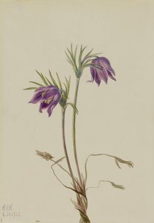 American Pasqueflower (Pulsatilla ludoviciana), 1922. Creator: Mary Vaux Walcott.