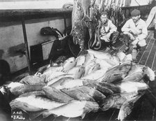 Cod and halibut, between c1900 and c1930. Creator: Unknown.