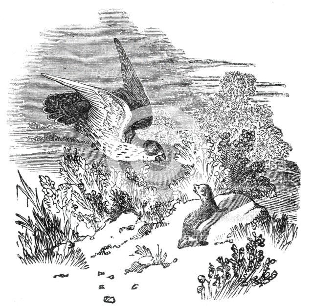 Battle between a hawk and weasel, 1844. Creator: Unknown.