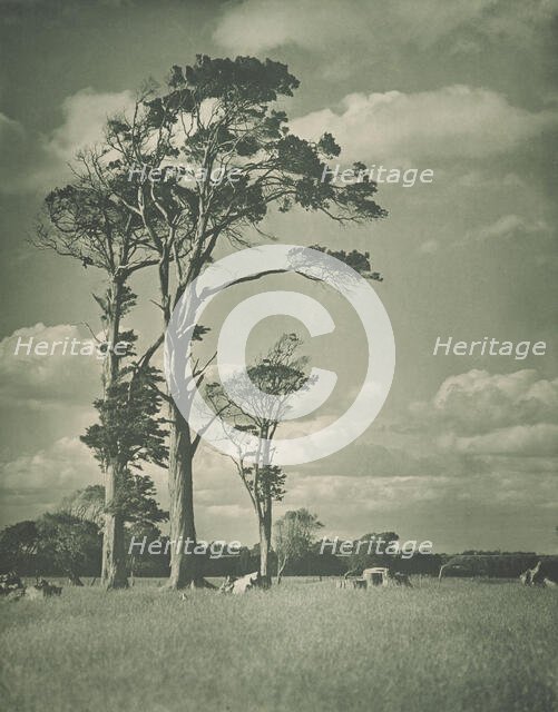 Native rimu, 1920s. Creator: Harry Moult.