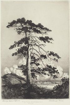 Sentinel Pine, c. 1916. Creator: George Elbert Burr.