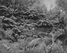 'Fern-Tree Valley, Under Mount Wellington', 19th century. Artist: Unknown.