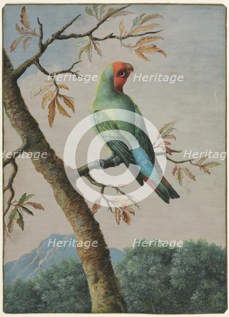 Bird Study. Creator: George Edwards (British, 1694-1773).